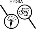 Hydra Ã¢â¬â mythical creature and polyp under magnifying glass i